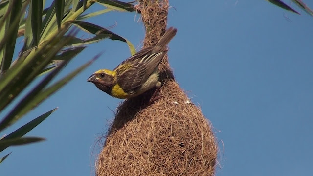Bird With Nest