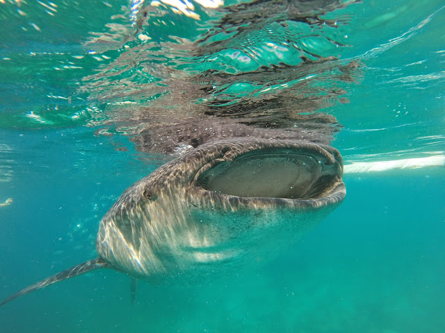 Whale shark Cebu