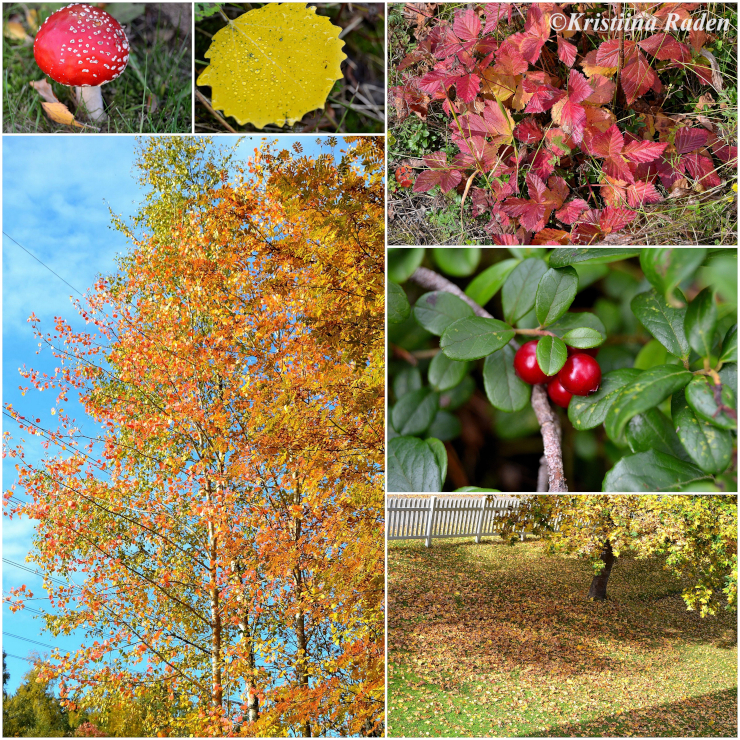 Autumn collage