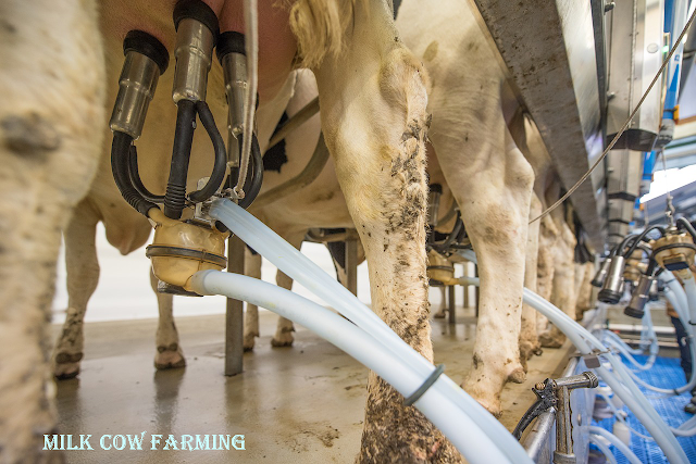 milk cow farming technology