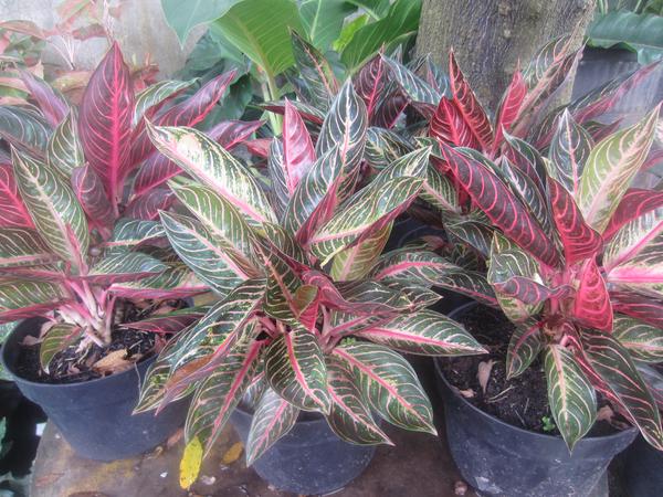 Jenis Jenis Tanaman Hias Daun Jenis Jenis Tanaman Hias Daun