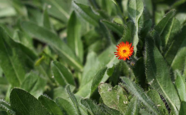 Hieracium Aurantiacum Flowers Pictures