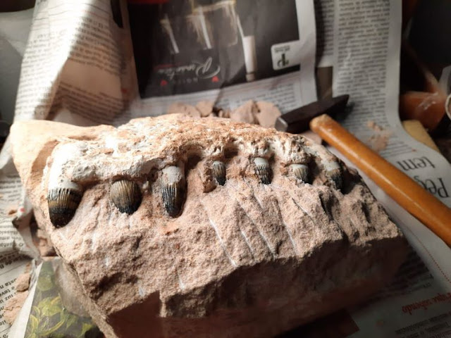 Parte de mandíbula de Peirosauridae encontrada em obras em rodovia de São Paulo