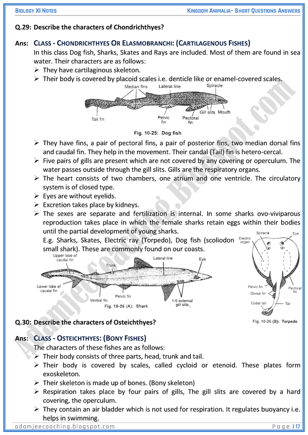 kingdom-animalia-short-question-answers-biology-11th