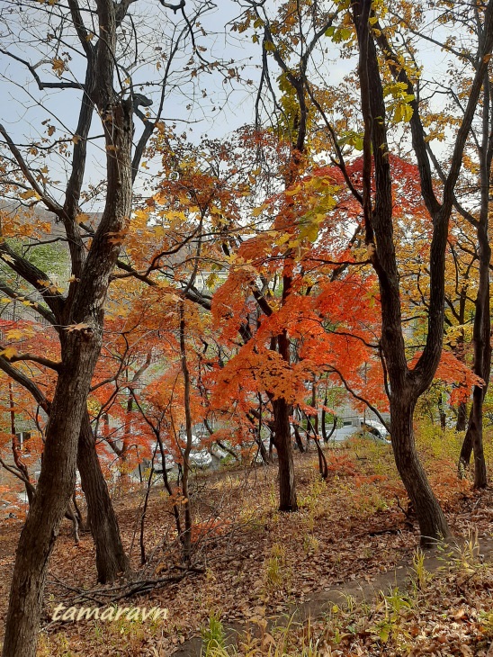 Клён ложнозибольдов (Acer pseudosieboldianum)