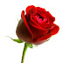 Red Rose Picture