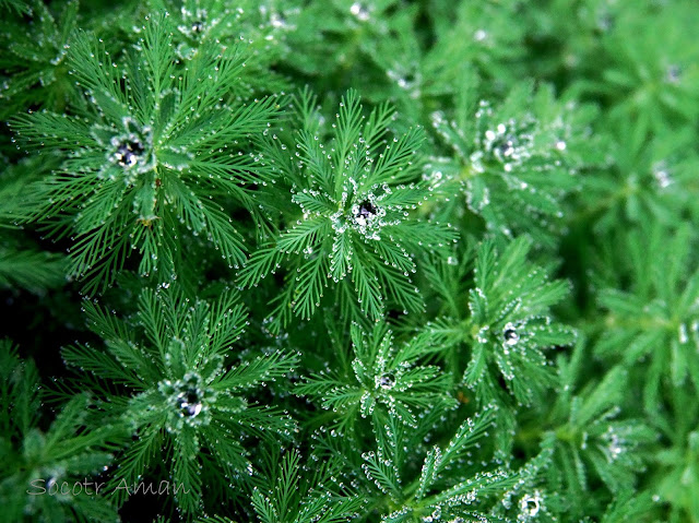 Myriophyllum aquaticum