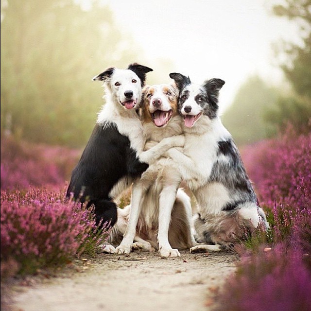 The Happy Dogs Picture