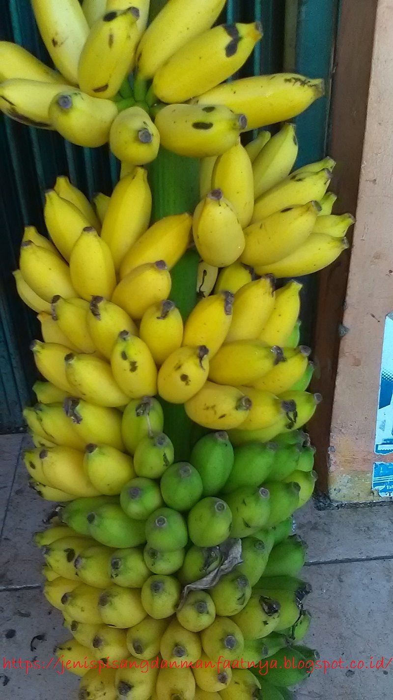 Gambar Dan Foto Pisang Lilin Satu Sisir Matang