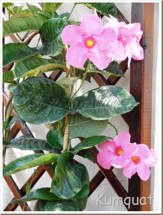 mandevilla spledens 1