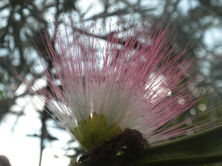 FABACEAE "QUEBRACHO"