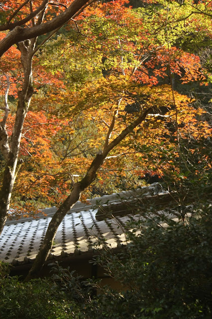 箕面公園木屋與楓葉