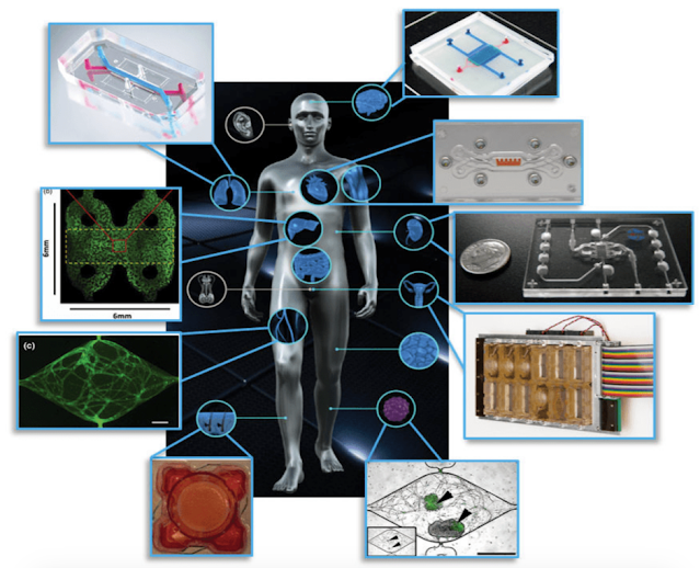 Organ-on-a-chip