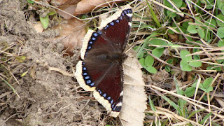 Nymphalis antiopa DSC05142