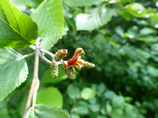 Galle du chaton de l'aulne - Taphrina robinsoniana