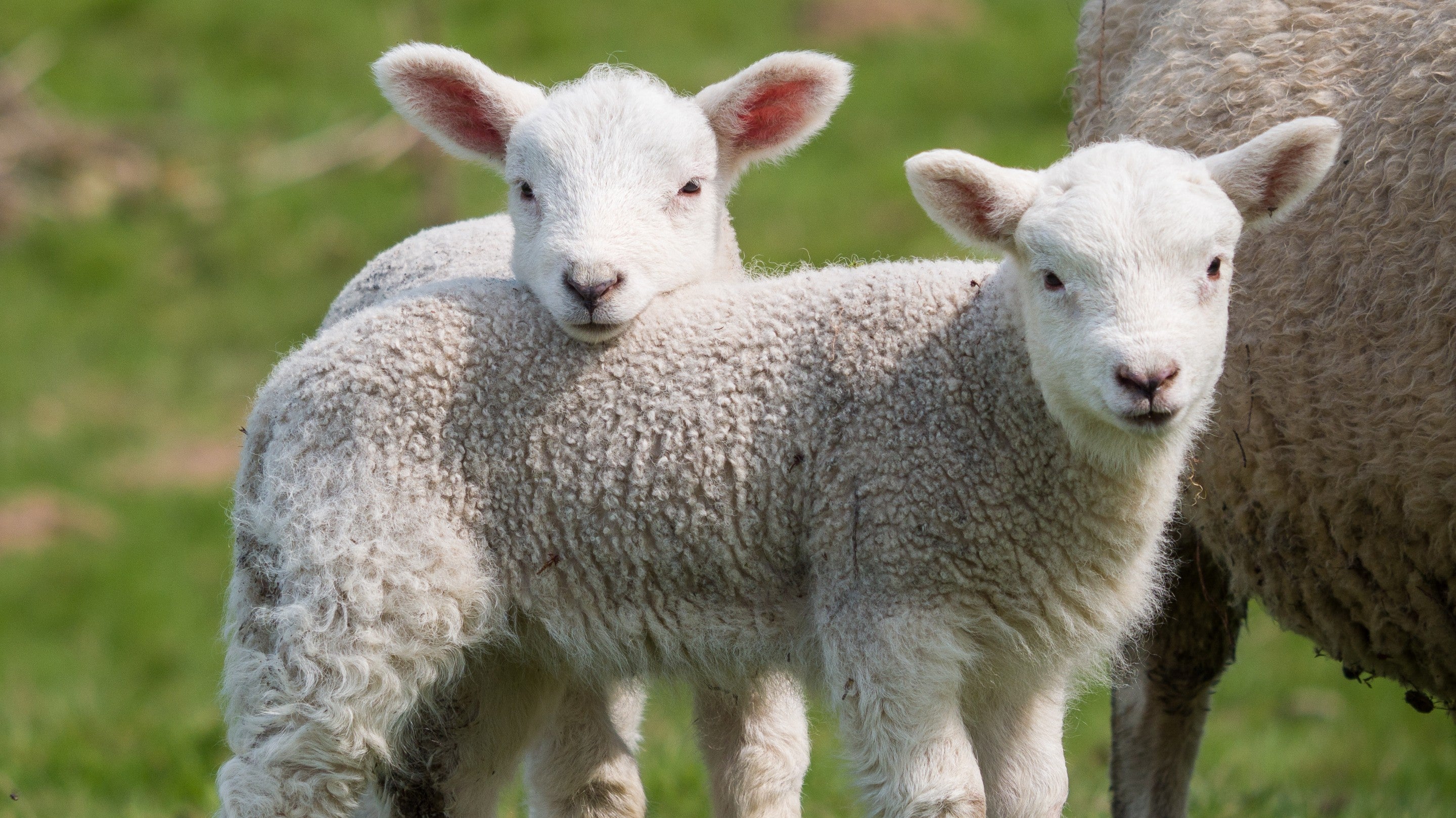 Harga Anakan Domba: Cara Memilih Bibit Ternak Berkualitas