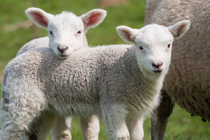  Harga Anakan Domba: Cara Memilih Bibit Ternak Berkualitas