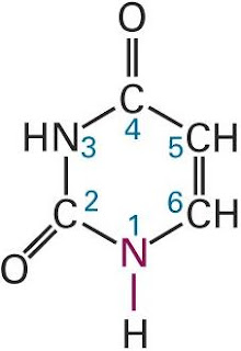 Uracil Structure