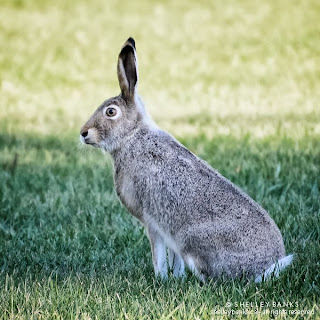 Prairie Hare. © Shelley Banks. All Rights Reserved, 2013.