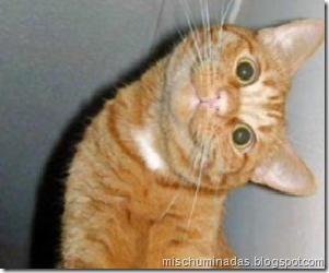 gatos migallinero (11)