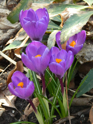 Crocus tommasinianus Ruby Giant spring blooms at Toronto Botanical Garden by garden muses-not another Toronto gardening blog