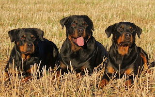 foto algunas aseguradoras no aceptan a los perros Rottweilers y  otras razas