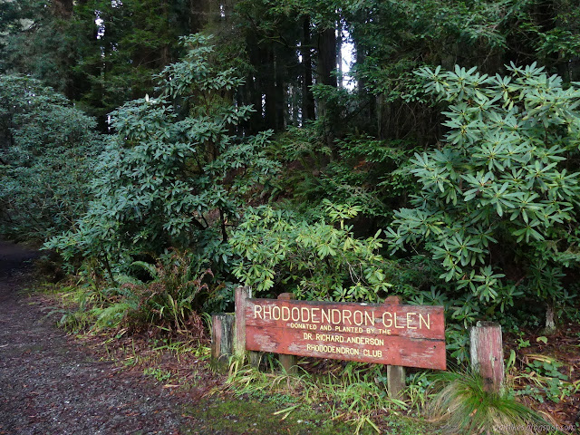 rhododendrons in green leaf