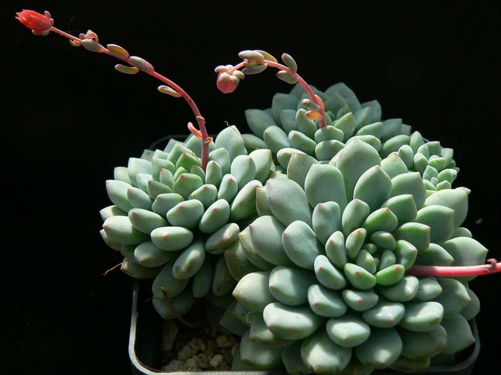 Suculenta Género Echeveria