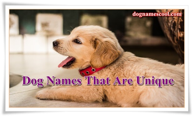 male dog names that are unique