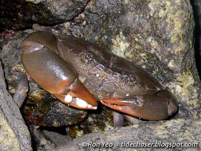 Spotted-belly Forceps Crab (Ozius guttatus)