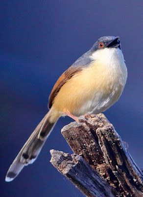 "A perched Ashy Prinia (Prinia socialis) rests on a worn stump, its delicate grey plumage blending in with the surroundings' subdued tones. The bird's slim body and long tail may be seen as it perches alertly."