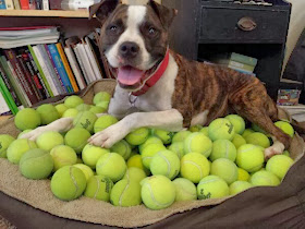 Cute dogs - part 7 (50 pics), dog with his tennis balls collection