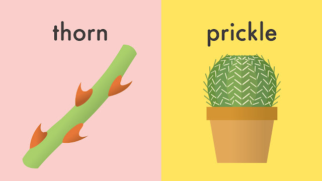 thorn と prickle の違い
