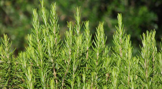 Top 18 Mosquito Repellent Plants in Hindi – प्राकृतिक रूप से मच्छरों से छुटकारा