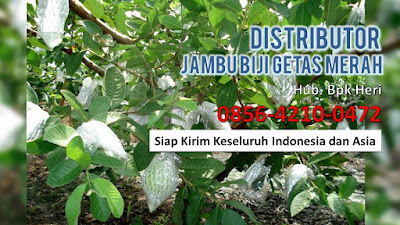 Supplier Jambu Biji Merah, Jual Grosir Jambu Biji Merah, Distributor Buah Jambu Biji.JPG