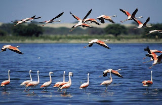  imagen de aves    flamencos