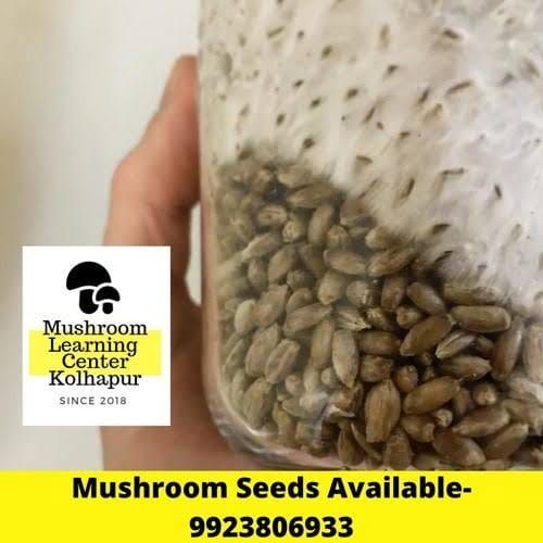 Mushroom Spawn Supplier India | Mushroom Learning Center Kolhapur
