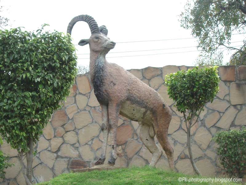 Markhor-National Animal of Pakistan | Nature, Cultural ...