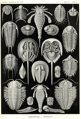 Trilobites, eurypterids, and horesehoe crabs from Haeckel's Artforms In Nature