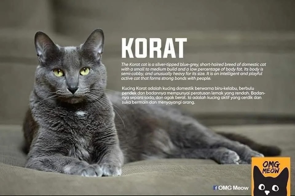 jenis kucing korat jenis jenis kucing
