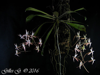 Aerangis arachnopus orchid plant care and culture