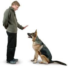 Simple But Important Dog Command Training