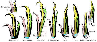 Anatomía comparada de dinosaurios y aves (entre ellos, los hoacines)