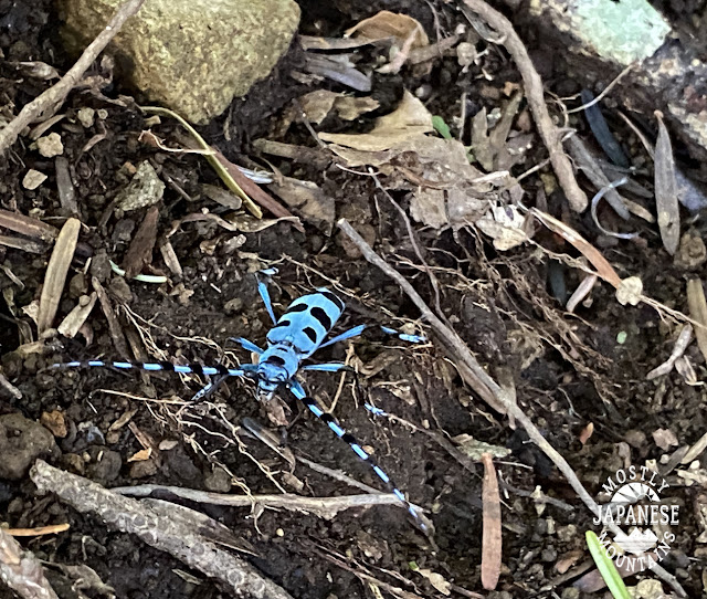 blue and black bug