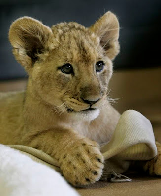 Baby Lion Wrestling with Puppy Seen On www.coolpicturegallery.us