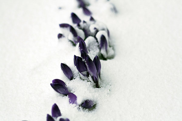 Flores sobreponiéndose al invierno.