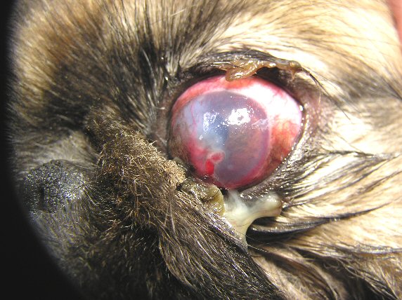 Dog Eye Diseases