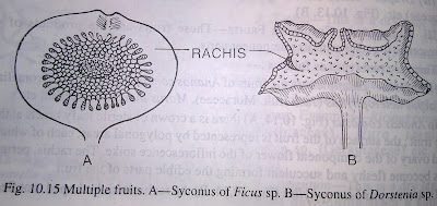 Multiple or composite fruits-digieduco