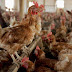 Shock as Tanzania burns 6,400 chickens