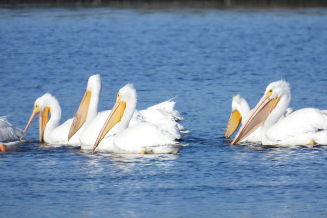 Guana River Wildlife Management Area